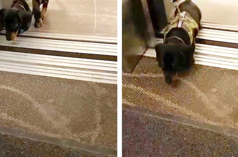 il-piccolo-cane-da-salsiccia-fa-un-grande-salto-nell'ascensore