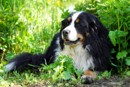 i-9-migliori-piani-assicurativi-per-animali-domestici-per-cani-da-montagna-bernesi-(2022)