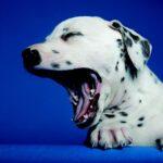 aiuto-per-la-tosse-del-canile-(malattia-respiratoria-infettiva-canina)