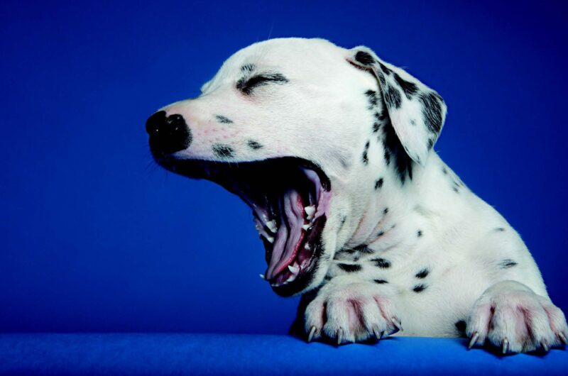 aiuto-per-la-tosse-del-canile-(malattia-respiratoria-infettiva-canina)