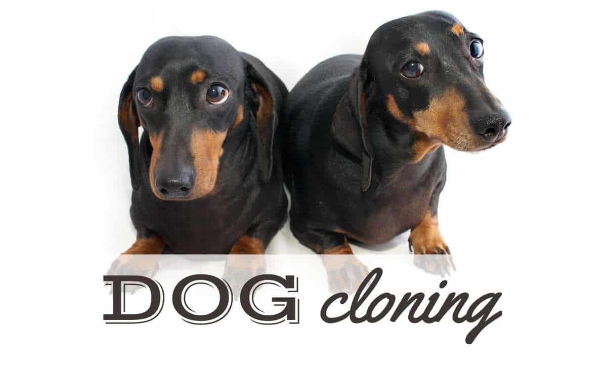 puoi-clonare-un-cane?-si,-ma-molti-denunciano-la-pratica